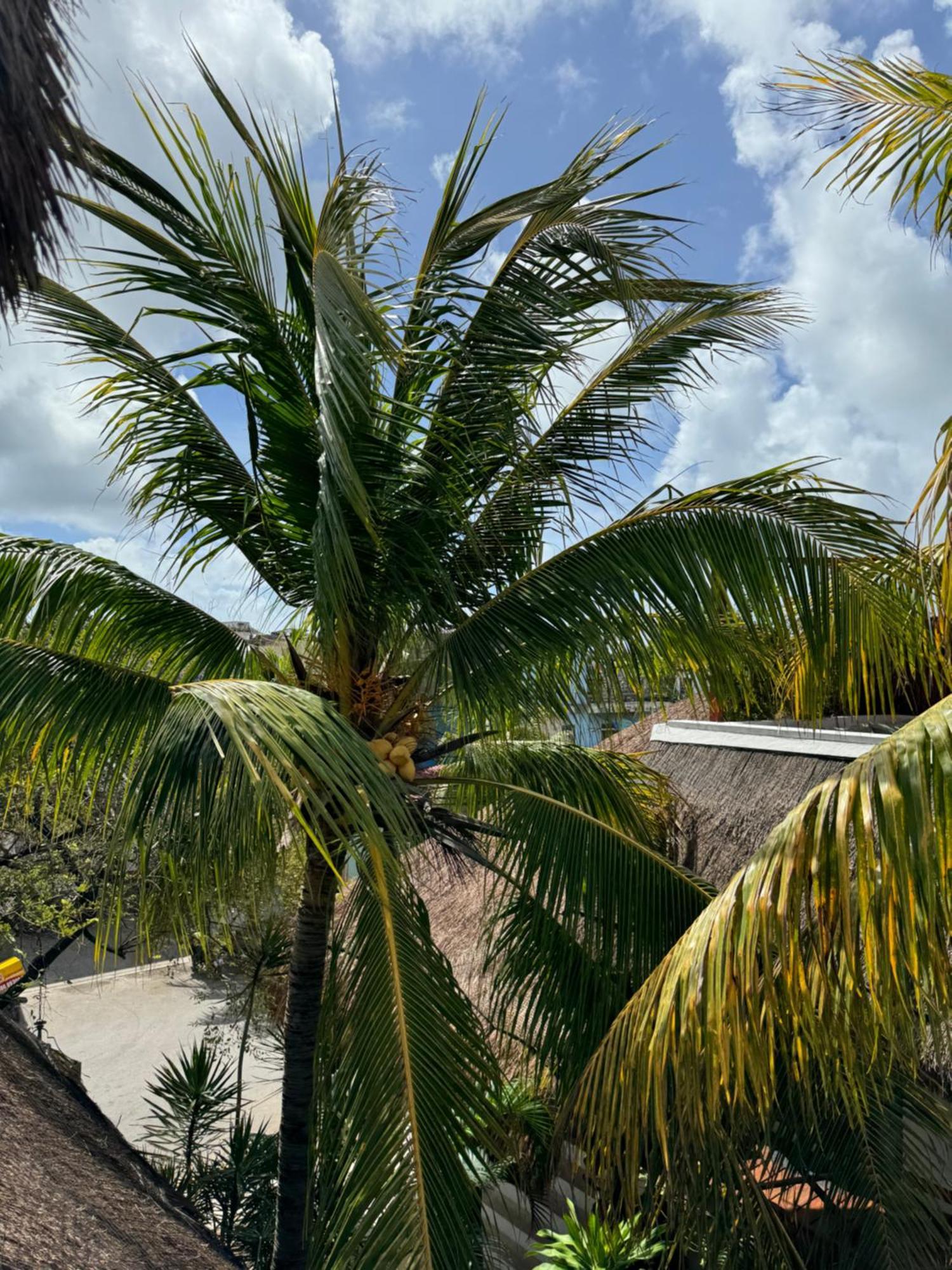 Kin Ha Tulum Hotel 외부 사진